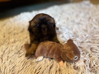 Shih-Tzu štěňatka (shi tzu, si-tzu, shitzu, si-cu) - 3