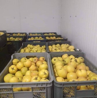 SLIVKY, DULA,.JABLKA VHODNÉ NA KVAS - 3