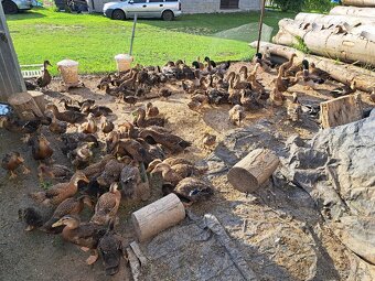 Ruánska kačica - 3