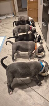 Americký Staford modrý - 3