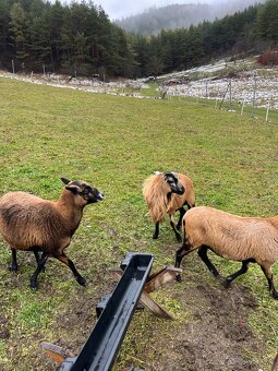 Kamerunský baran - 3