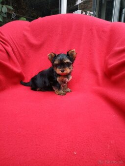 Yorkshirsky terier - 3