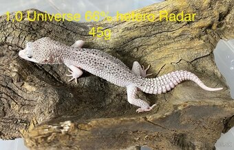 Gekončík nočný - 3