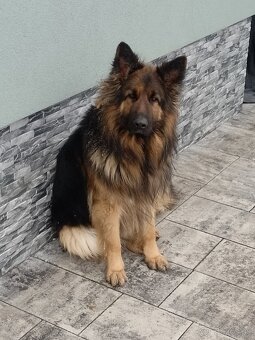 Nemecký ovčiak šteniatka - 3