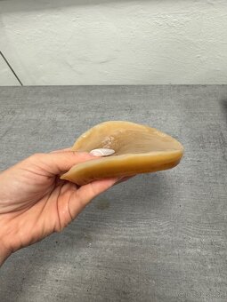 ČAJOVÁ HUBA - KOMBUCHA - 3