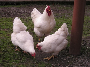 Kuriatka - Oravka – Zlatý poklad slovenského chovu - 3