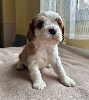 Cavalier - 3