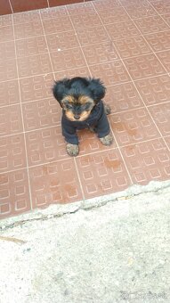 Yorkshire terrier - 3