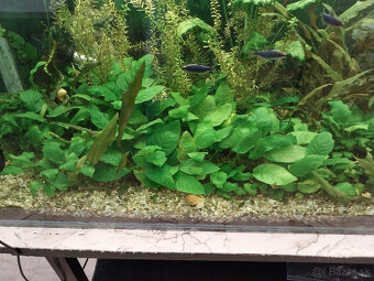 Anubias - 3