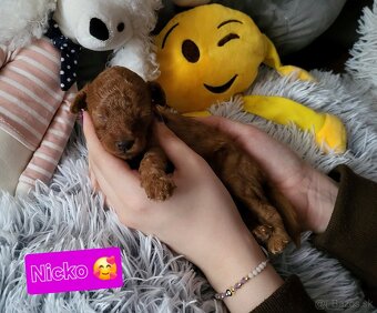 Pudel pudlik Mini toy Red ❤️ - 3