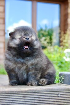 Pomeranian s PP/FCI - 3