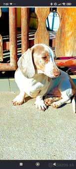 Jazvečík piebald -KRYTIE - 3