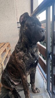 Krytie Cane Corso - 3