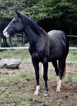 Paint valach - 3