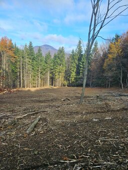 Frézovanie kríkov - 3