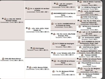 Belgický ovčák groenendael a tervueren s PP - 3