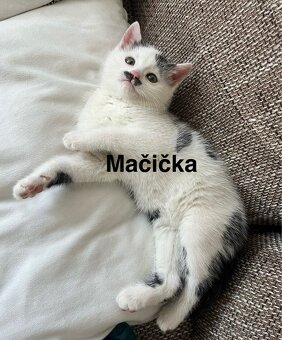 Darujem 3 mačiatka - 3