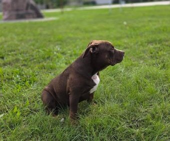 Predám American Bully -Lady Lana(5 mesiacov) - 3