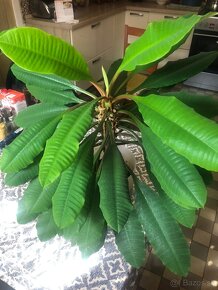 Euphorbia leuconeura - 3