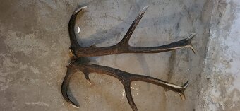 Jelenia parka.parohy.zhody - 3