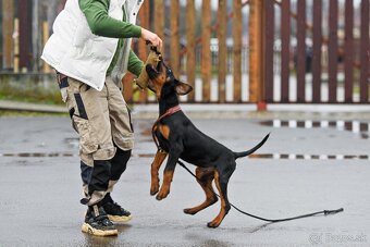 DOBERMAN S PP - 3