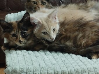 Mainská mývalia,MCO - 3