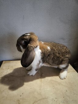 Francúzsky baran - 3