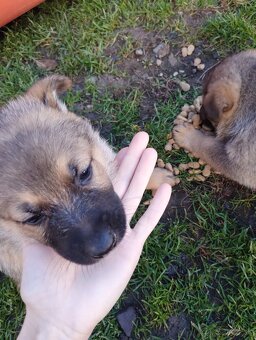 Šteniatka nemeckého ovčiaka - 3