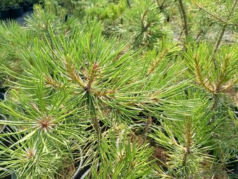 Borovica cierna ,borovica lesna - 3