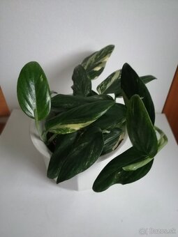 Monstera Lechleriana variegata, krasna rastlinka. - 3