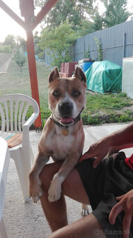 Amstaff - 3