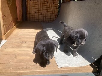 Labrador šteniatka - 3