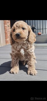 Cockapoo Cavapoo Maltipoo pudel - 3