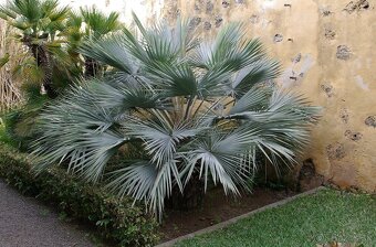 Palma Brahea Armata (semená) - 3