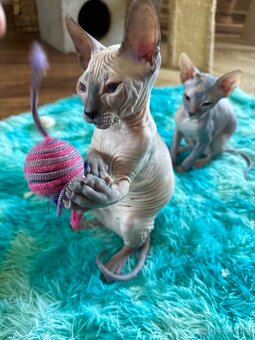 Don Sphynx s PP - 3