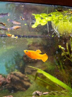 Darujem živorodky - 3