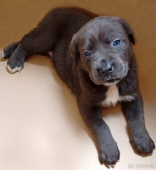 Cane Corso - 3