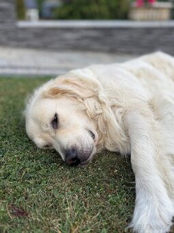 Zlatý retriever krytie - 3