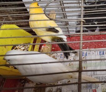 Predám samcov kanárikov: - 3