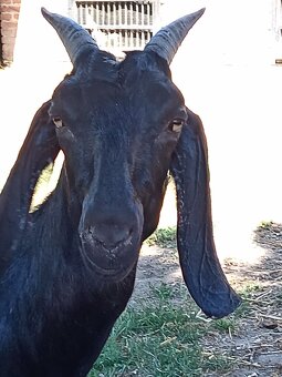 Anglonubijska koza a cap - 3