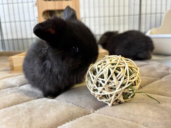 Ponúkame na rezerváciu minilop zajačikov, králičkov, zajacov - 3