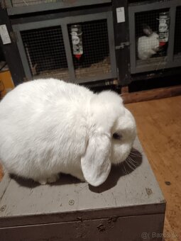 Zdrobnený baran biely modrooký. - 3