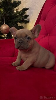 francúzsky buldoček - 3