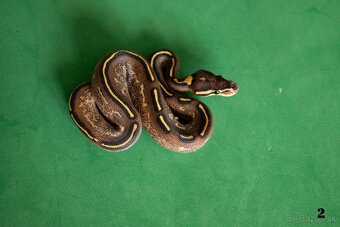 Pytón kráľovský/ Python regius - 3