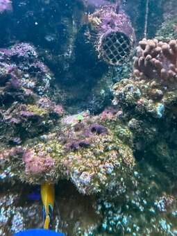 Morské akvárium - Živé skaly - 3