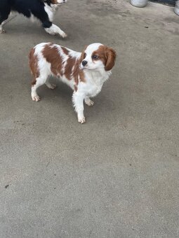 Kavalier King Charles Spaniel - 3