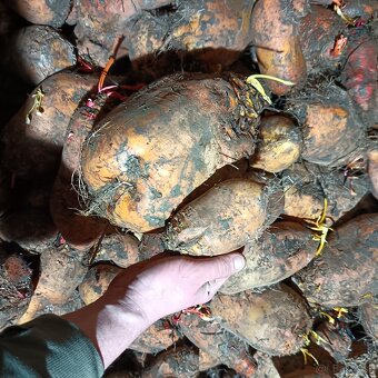 Predám krmnu repu - 3