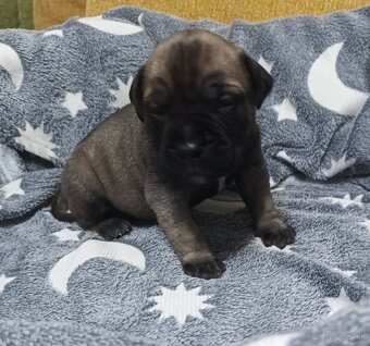 Bulmastif/ Bullmastiff s PP - 3