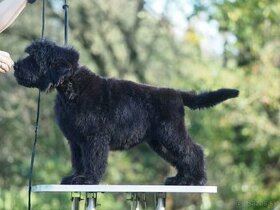 Čierny ruský teriér, šteňa, pes - 3