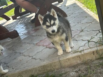 Sibírsky Husky šteniatka - 3